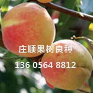 冬豐