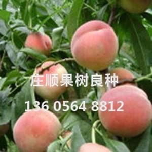 中國糖桃