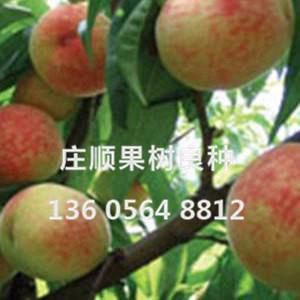 紅不軟桃