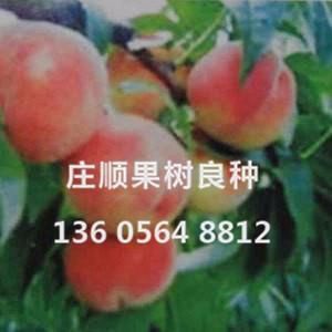 華夏早紅
