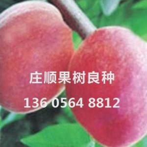紅春豐