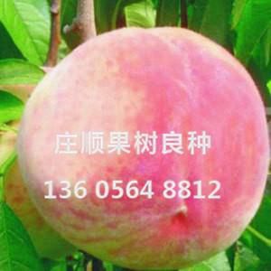 早艷麗桃