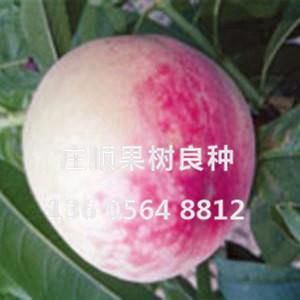 韓國大白桃