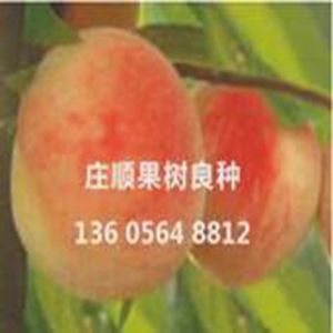 沙紅二號桃