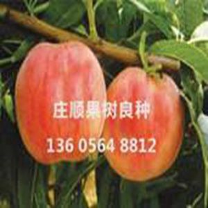元紅桃