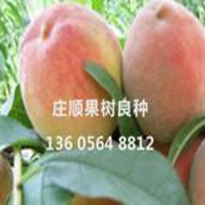 壽州特早果苗