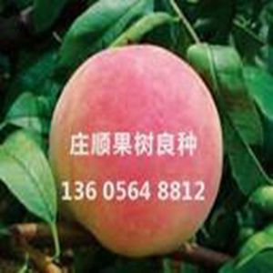 中華福桃樹苗