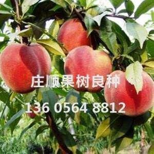 黃金蜜桃1號