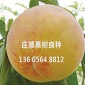 金童5號桃苗