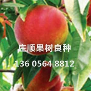 中秋紅桃