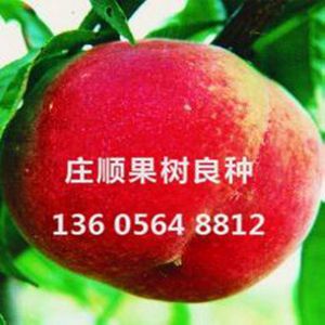 新川中島果苗