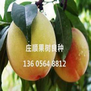 長湖院黃桃苗