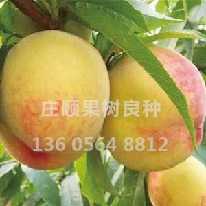 錦園黃桃
