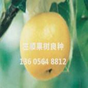 硯山晚蜜
