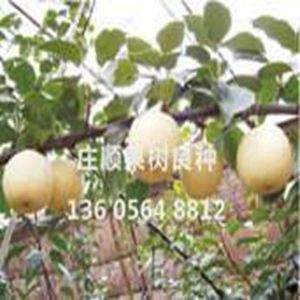 中華玉梨苗
