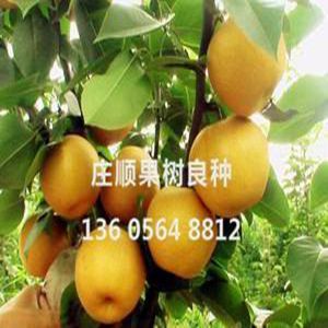 愛(ài)宕梨苗