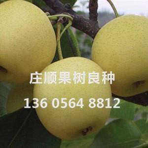 黃金梨