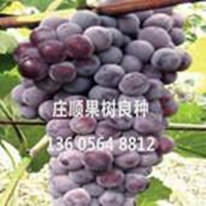 摩爾多瓦