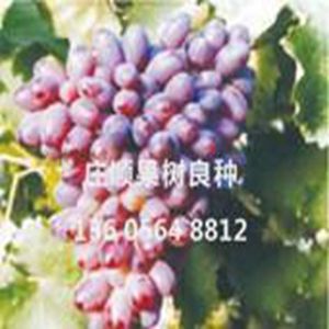 維納斯無核