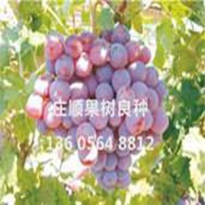 無核寒香蜜