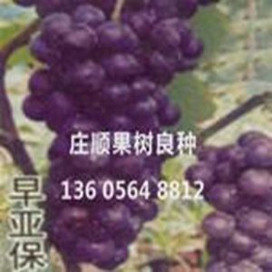早亞保