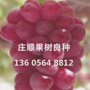 紅芭拉蒂