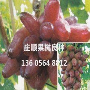 紅指