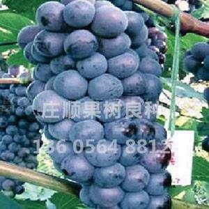 早夏無核