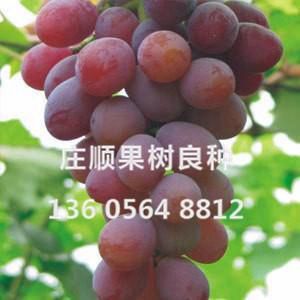 雨水紅葡萄