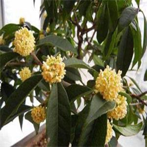 金滿堂桂花