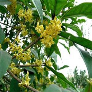 玉玲瓏桂花