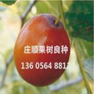 中華大梨棗