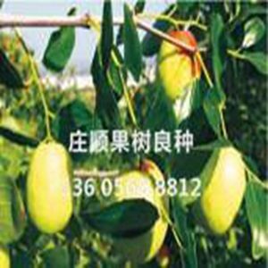 金絲小棗