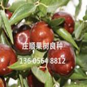 李府貢棗