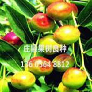 中棗2號