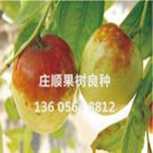 泗洪大棗苗
