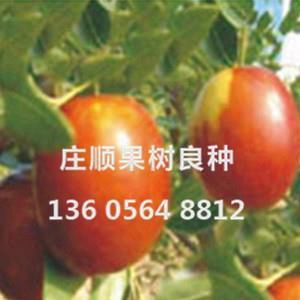 雞蛋酥棗苗