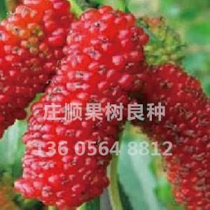 紅果2號果桑苗