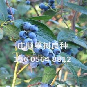 北陸藍莓苗