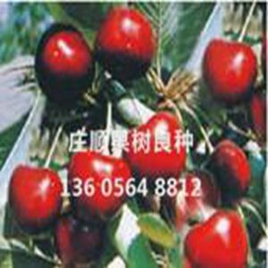 成功櫻桃苗