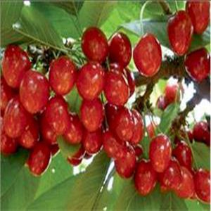 朱砂紅櫻桃苗