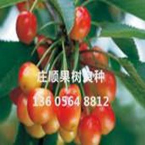 意大利早紅