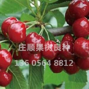 特早紅櫻桃苗