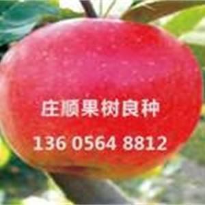 信濃紅