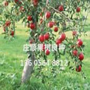 夏紅