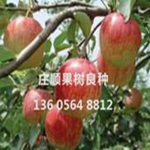 秦陽蘋果苗