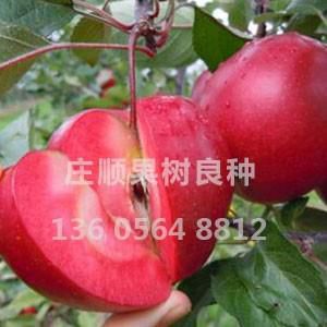 紅色之愛