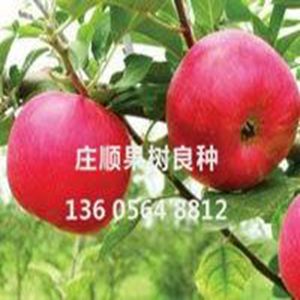 富藤一號