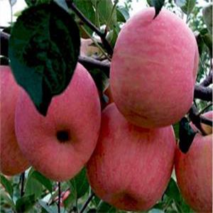 大紅榮蘋果