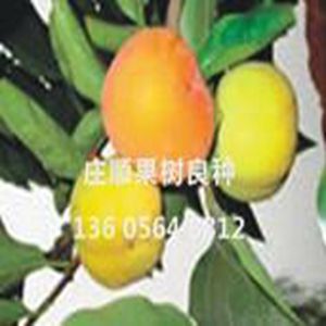 早秋